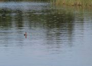 Great Crested Grebe Chick